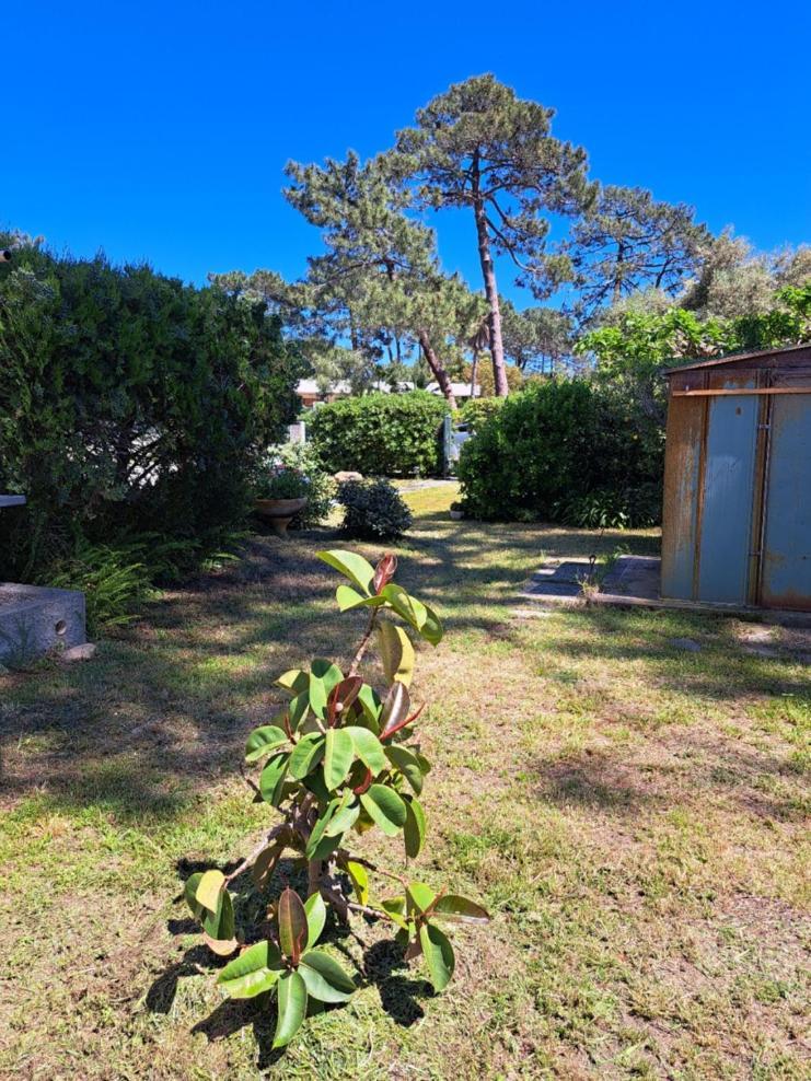 Mini Villa Jardin 50 M Plage Borgo  Εξωτερικό φωτογραφία