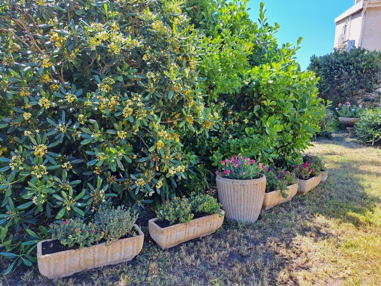 Mini Villa Jardin 50 M Plage Borgo  Εξωτερικό φωτογραφία